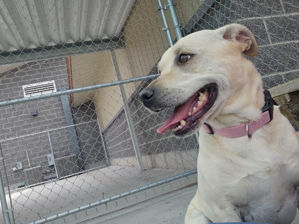 Sunny 42206, an adoptable Labrador Retriever in Pocatello, ID, 83205 | Photo Image 2