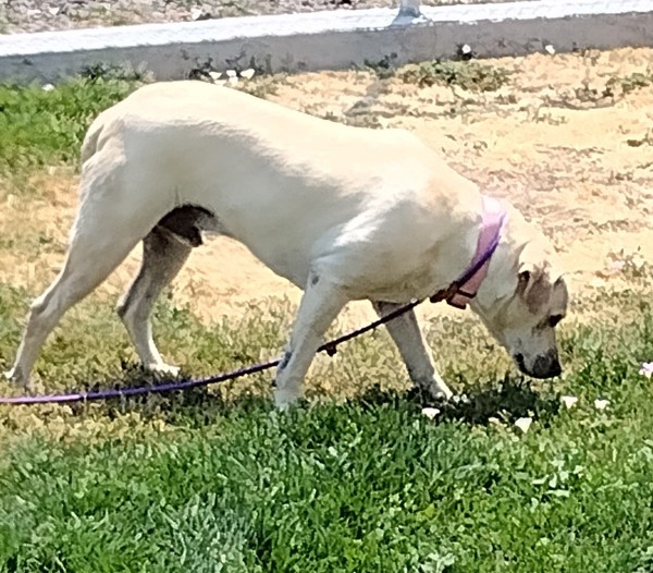 Sunny 42206, an adoptable Labrador Retriever in Pocatello, ID, 83205 | Photo Image 4