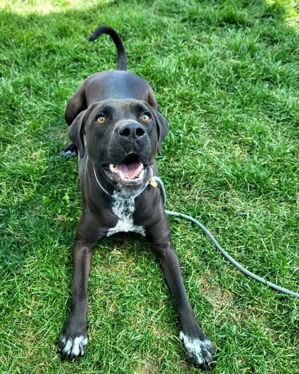 Bubba 39834, an adoptable German Shorthaired Pointer, Labrador Retriever in Pocatello, ID, 83205 | Photo Image 1