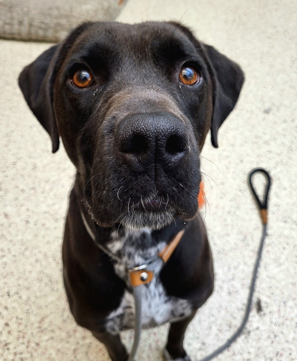 Bubba 39834, an adoptable German Shorthaired Pointer, Labrador Retriever in Pocatello, ID, 83205 | Photo Image 2