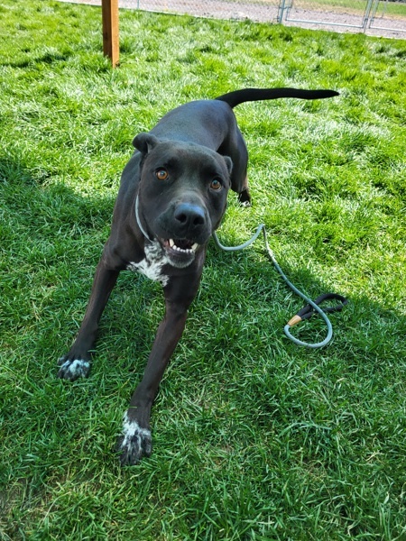 Bubba 39834, an adoptable German Shorthaired Pointer, Labrador Retriever in Pocatello, ID, 83205 | Photo Image 3