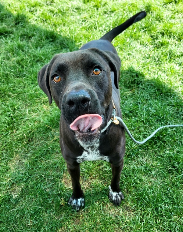 Bubba 39834, an adoptable German Shorthaired Pointer, Labrador Retriever in Pocatello, ID, 83205 | Photo Image 4