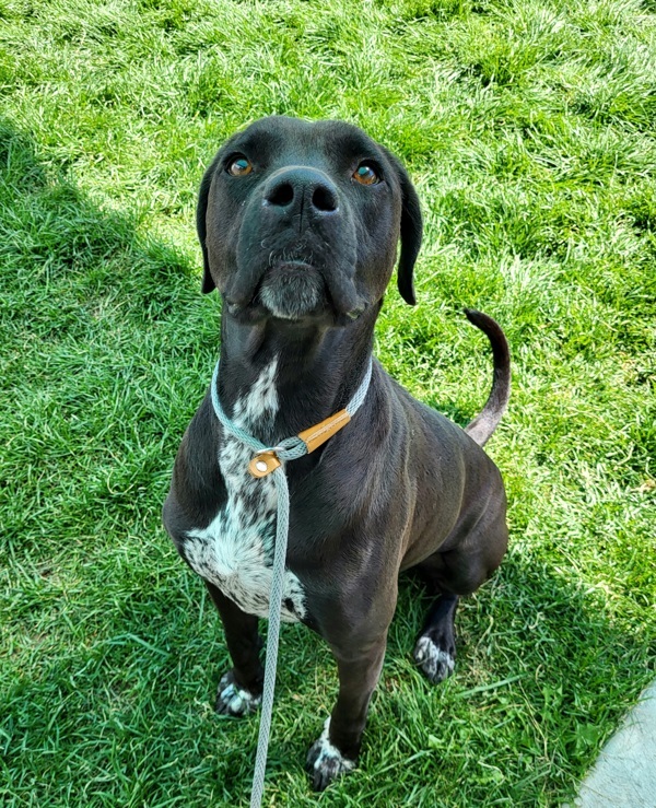 Bubba 39834, an adoptable German Shorthaired Pointer, Labrador Retriever in Pocatello, ID, 83205 | Photo Image 5