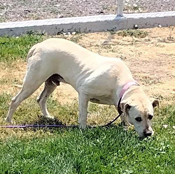 Sunny 42206, an adoptable Labrador Retriever in Pocatello, ID, 83205 | Photo Image 1