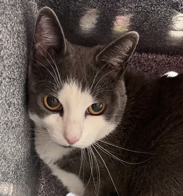 Smokey 20153, an adoptable Domestic Short Hair in Pocatello, ID, 83205 | Photo Image 1