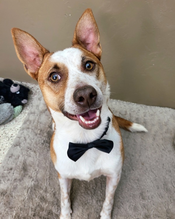 Princeton 40019, an adoptable Australian Cattle Dog / Blue Heeler in Pocatello, ID, 83205 | Photo Image 1