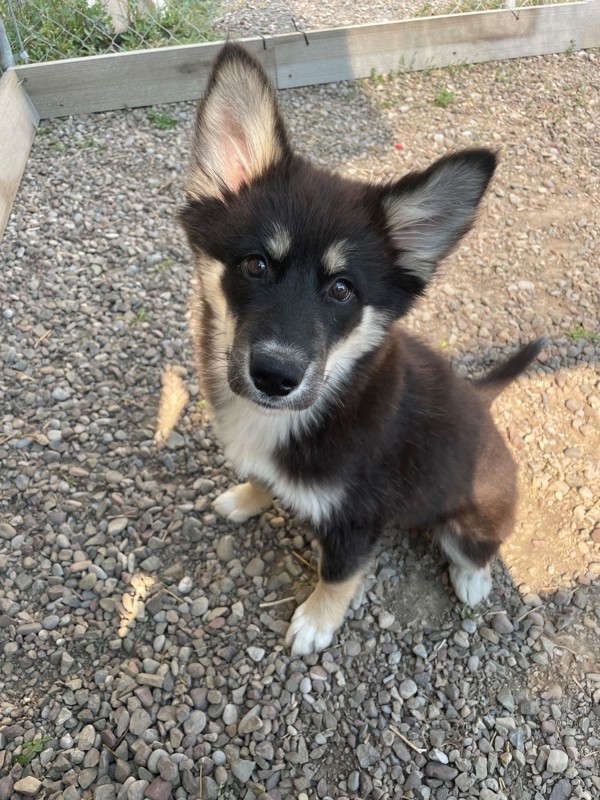 Merida, an adoptable Mixed Breed in Great Falls, MT, 59405 | Photo Image 1