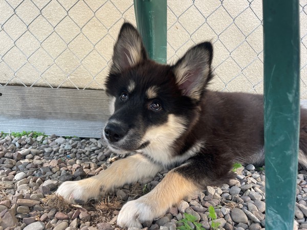 Merida, an adoptable Mixed Breed in Great Falls, MT, 59405 | Photo Image 2