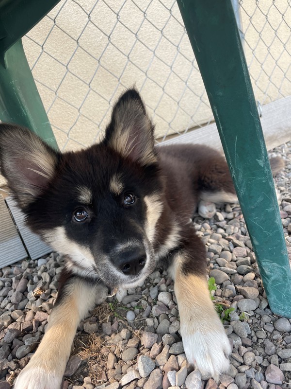 Merida, an adoptable Mixed Breed in Great Falls, MT, 59405 | Photo Image 3