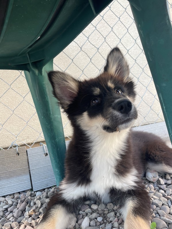 Merida, an adoptable Mixed Breed in Great Falls, MT, 59405 | Photo Image 4