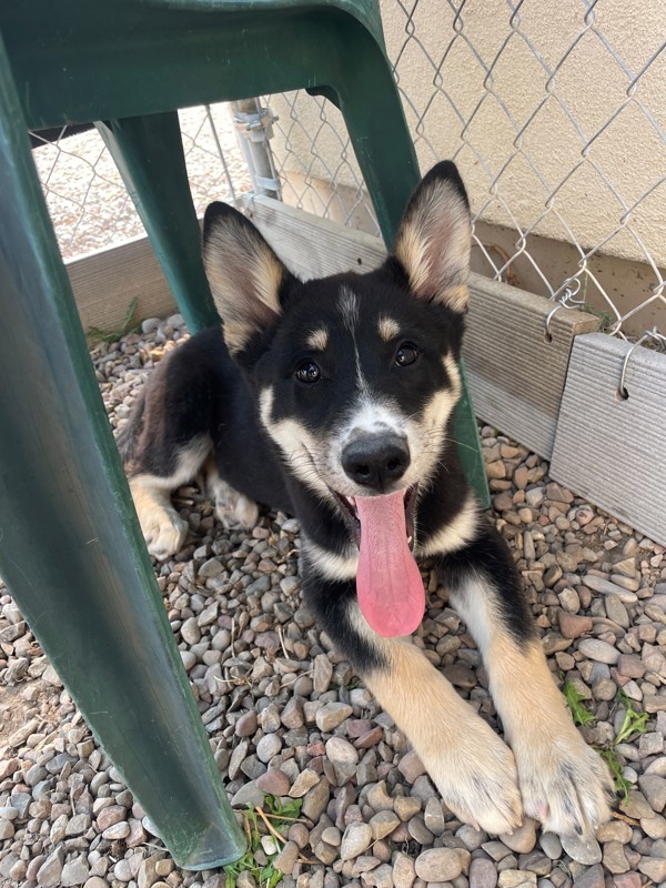 Mulan, an adoptable Mixed Breed in Great Falls, MT, 59405 | Photo Image 1