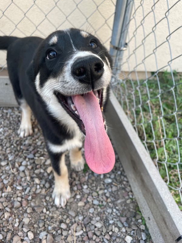 Mulan, an adoptable Mixed Breed in Great Falls, MT, 59405 | Photo Image 2