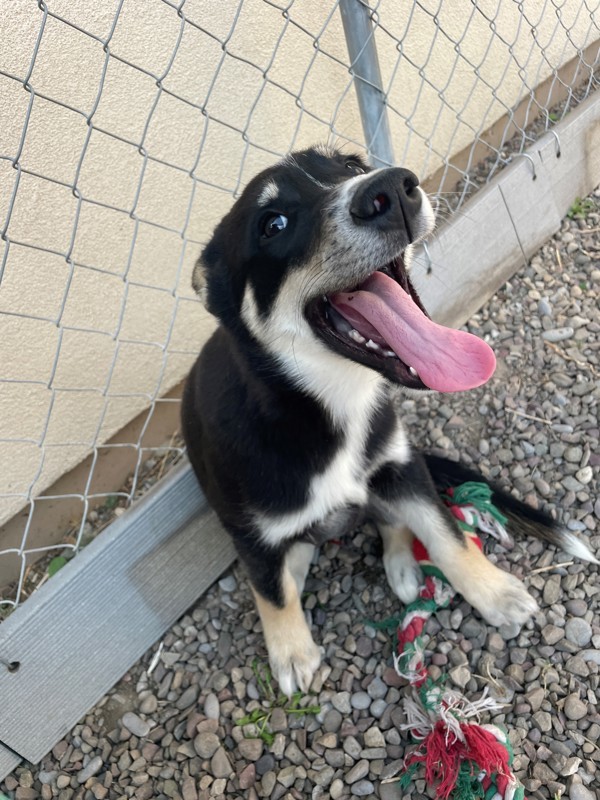 Mulan, an adoptable Mixed Breed in Great Falls, MT, 59405 | Photo Image 3