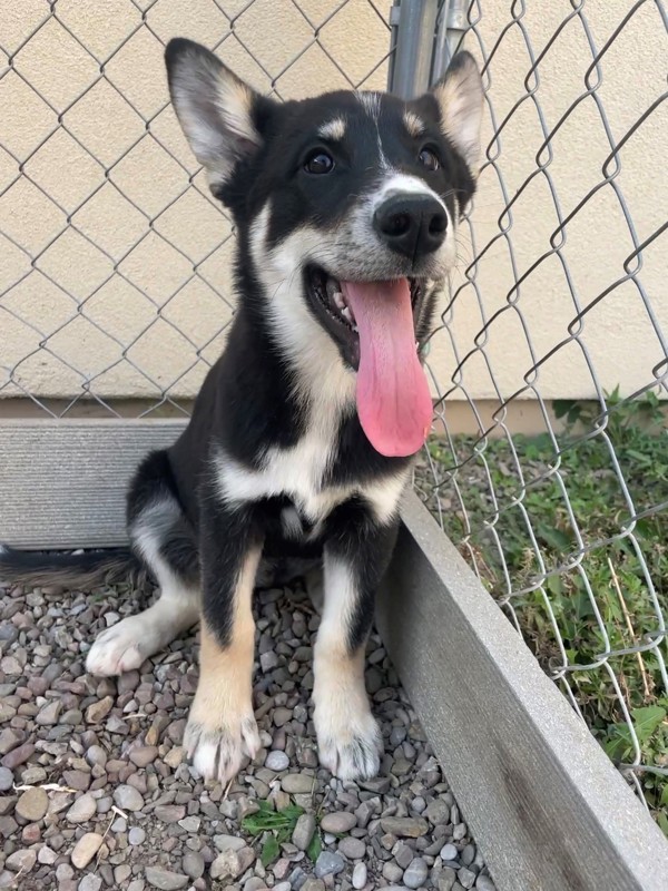 Mulan, an adoptable Mixed Breed in Great Falls, MT, 59405 | Photo Image 4