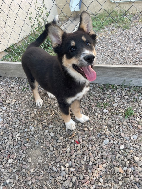 Belle, an adoptable Mixed Breed in Great Falls, MT, 59405 | Photo Image 1