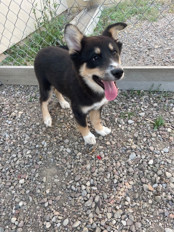 Belle, an adoptable Mixed Breed in Great Falls, MT, 59405 | Photo Image 2