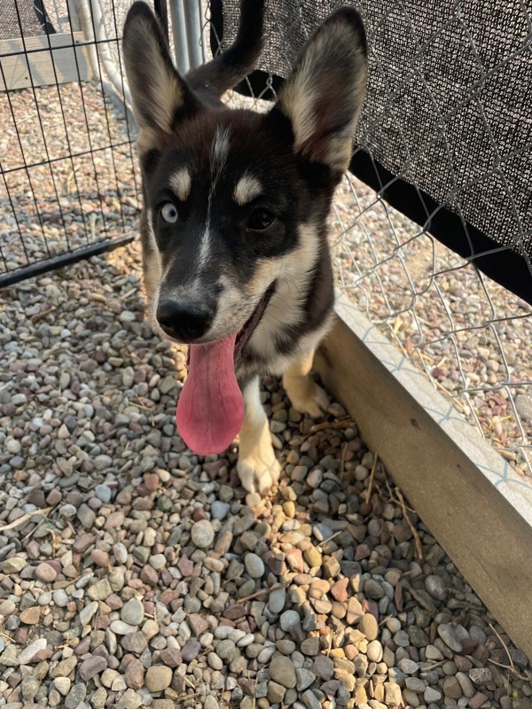 Jasmine, an adoptable Mixed Breed in Great Falls, MT, 59405 | Photo Image 2