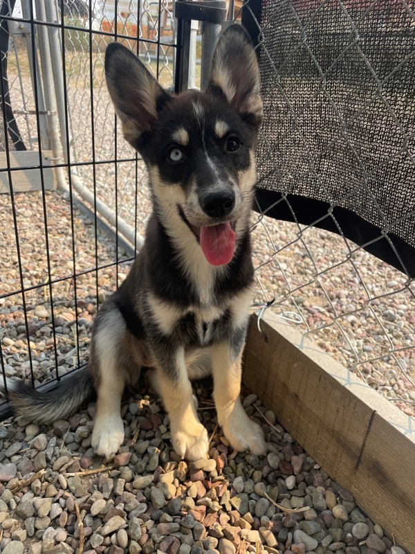 Jasmine, an adoptable Mixed Breed in Great Falls, MT, 59405 | Photo Image 3