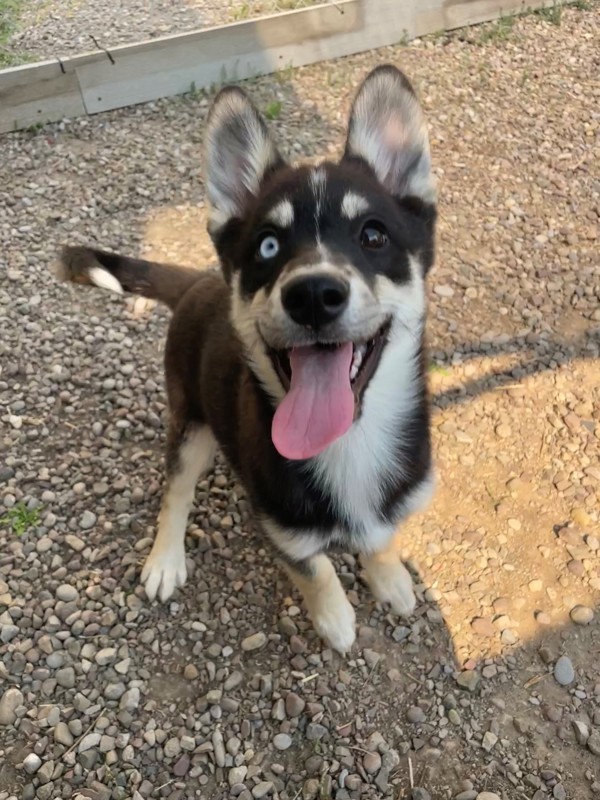 Jasmine, an adoptable Mixed Breed in Great Falls, MT, 59405 | Photo Image 4