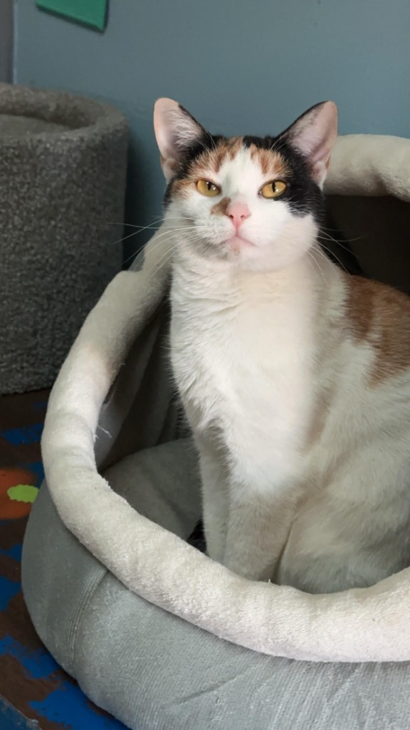 Charmmy Kitty
