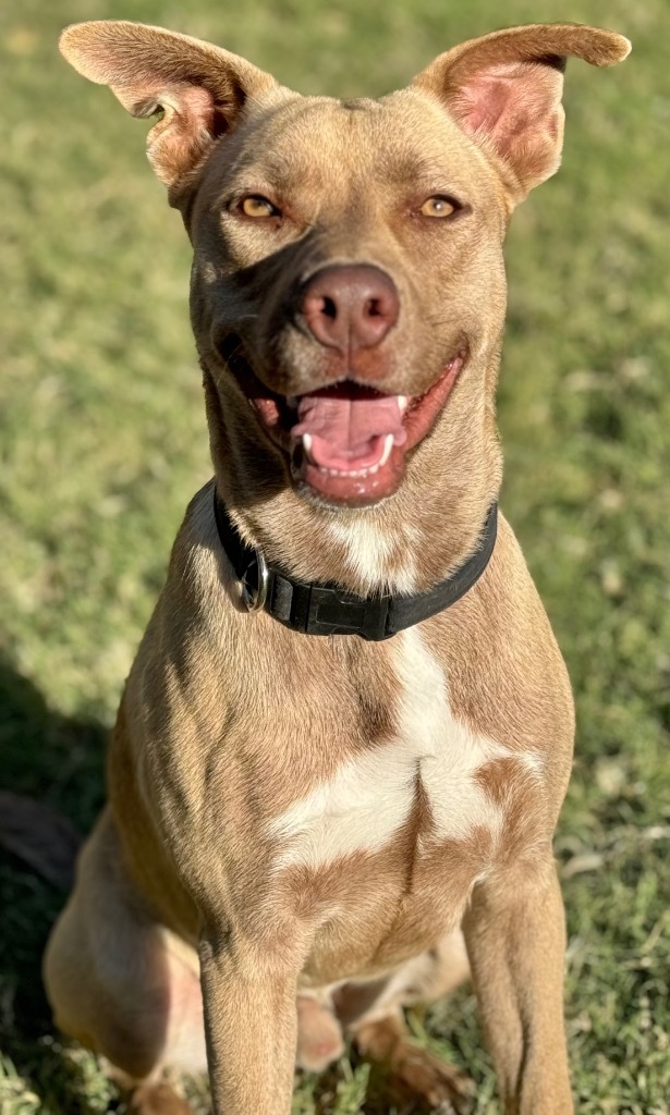 Calibur, an adoptable Labrador Retriever in Great Bend, KS, 67530 | Photo Image 1