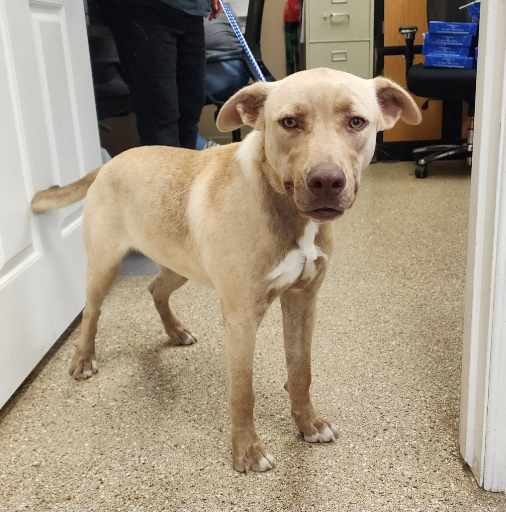 Calibur, an adoptable Labrador Retriever in Great Bend, KS, 67530 | Photo Image 2