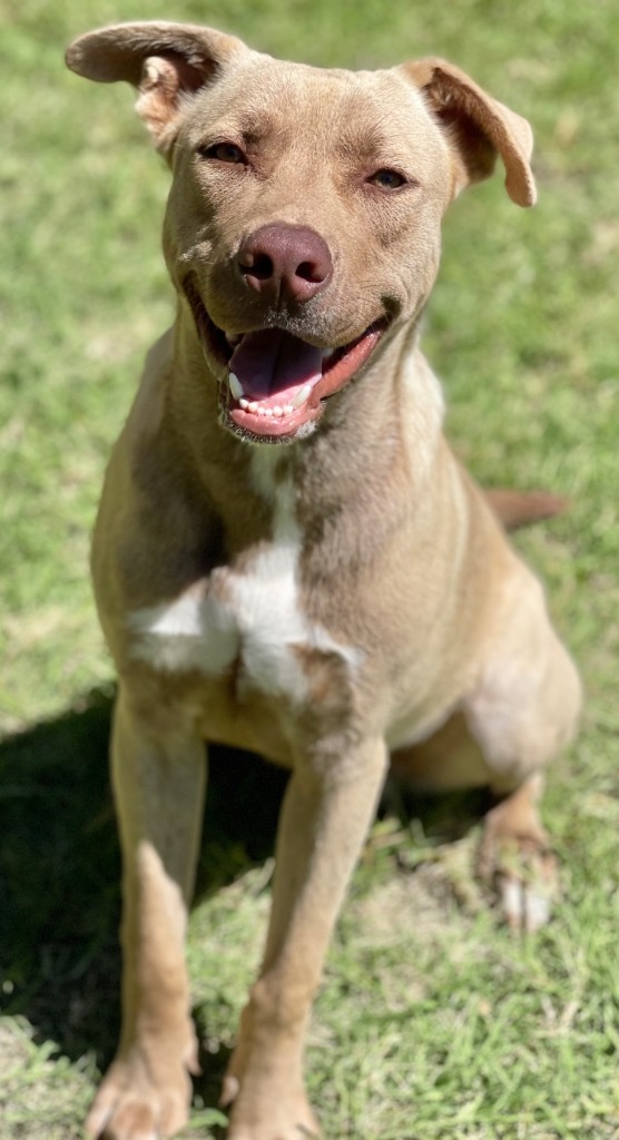 Calibur, an adoptable Labrador Retriever in Great Bend, KS, 67530 | Photo Image 3