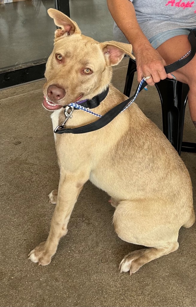 Calibur, an adoptable Labrador Retriever in Great Bend, KS, 67530 | Photo Image 4