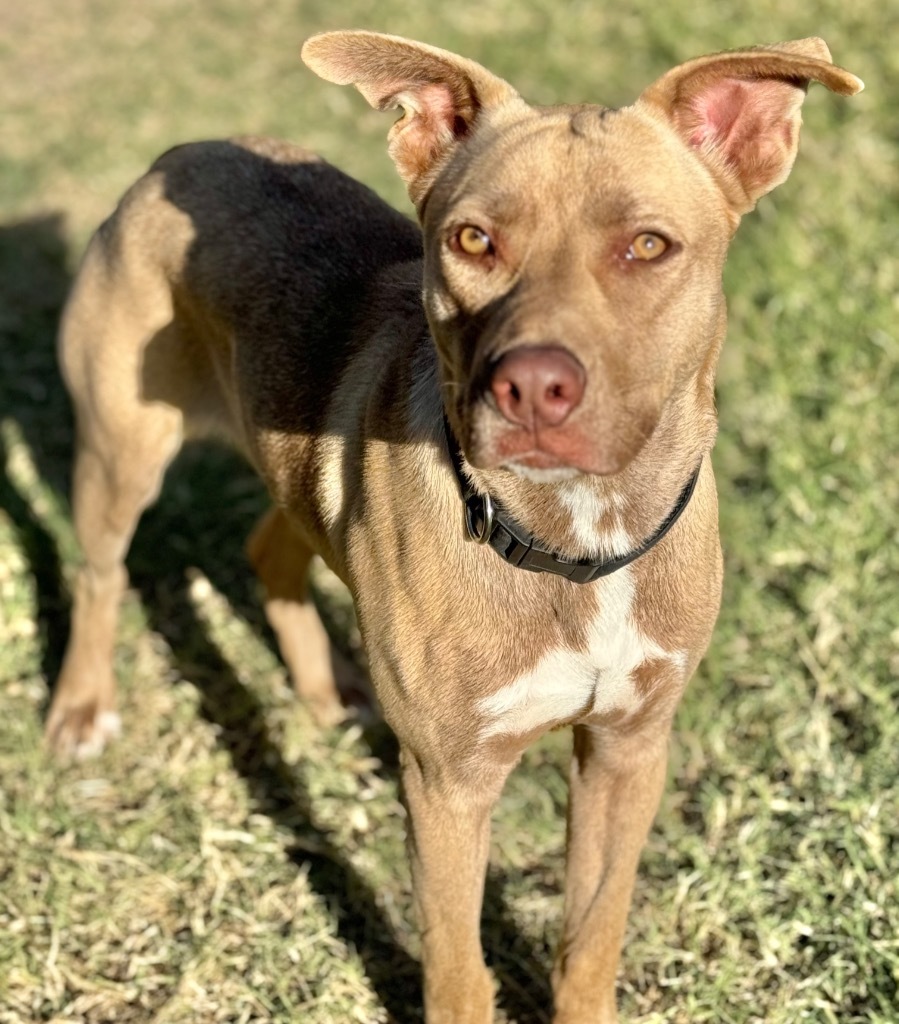 Calibur, an adoptable Labrador Retriever in Great Bend, KS, 67530 | Photo Image 5