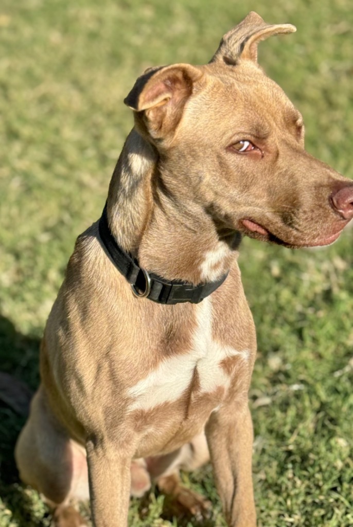 Calibur, an adoptable Labrador Retriever in Great Bend, KS, 67530 | Photo Image 6