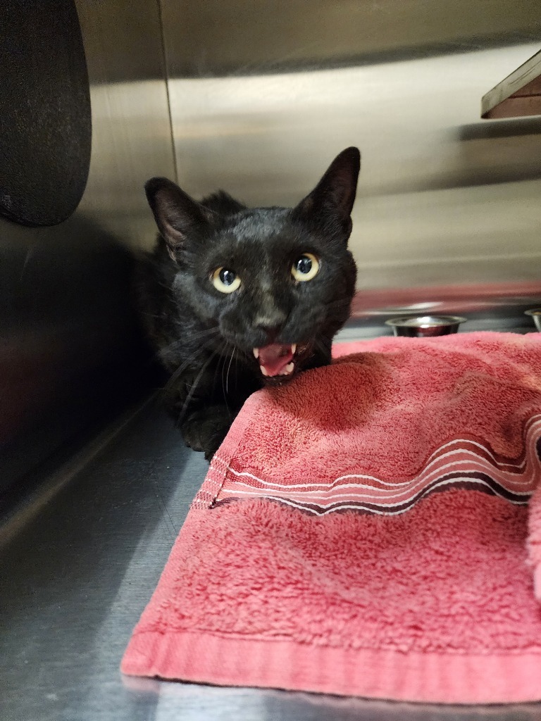 Captain Hook, an adoptable Domestic Short Hair in Great Bend, KS, 67530 | Photo Image 2