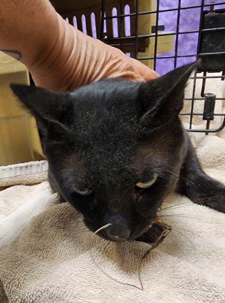 Captain Hook, an adoptable Domestic Short Hair in Great Bend, KS, 67530 | Photo Image 5