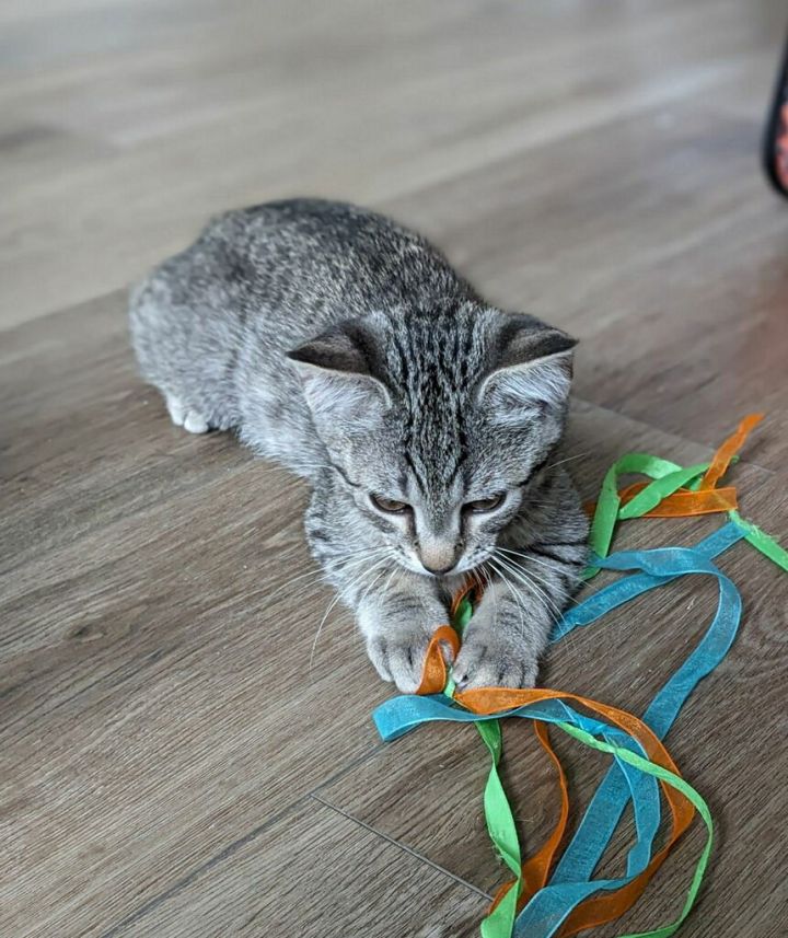 Cat for adoption Ridge, a Domestic Short Hair in Cary, NC Petfinder