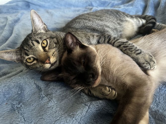 Buttercup and Cookie - bonded pair (Courtesy Post)