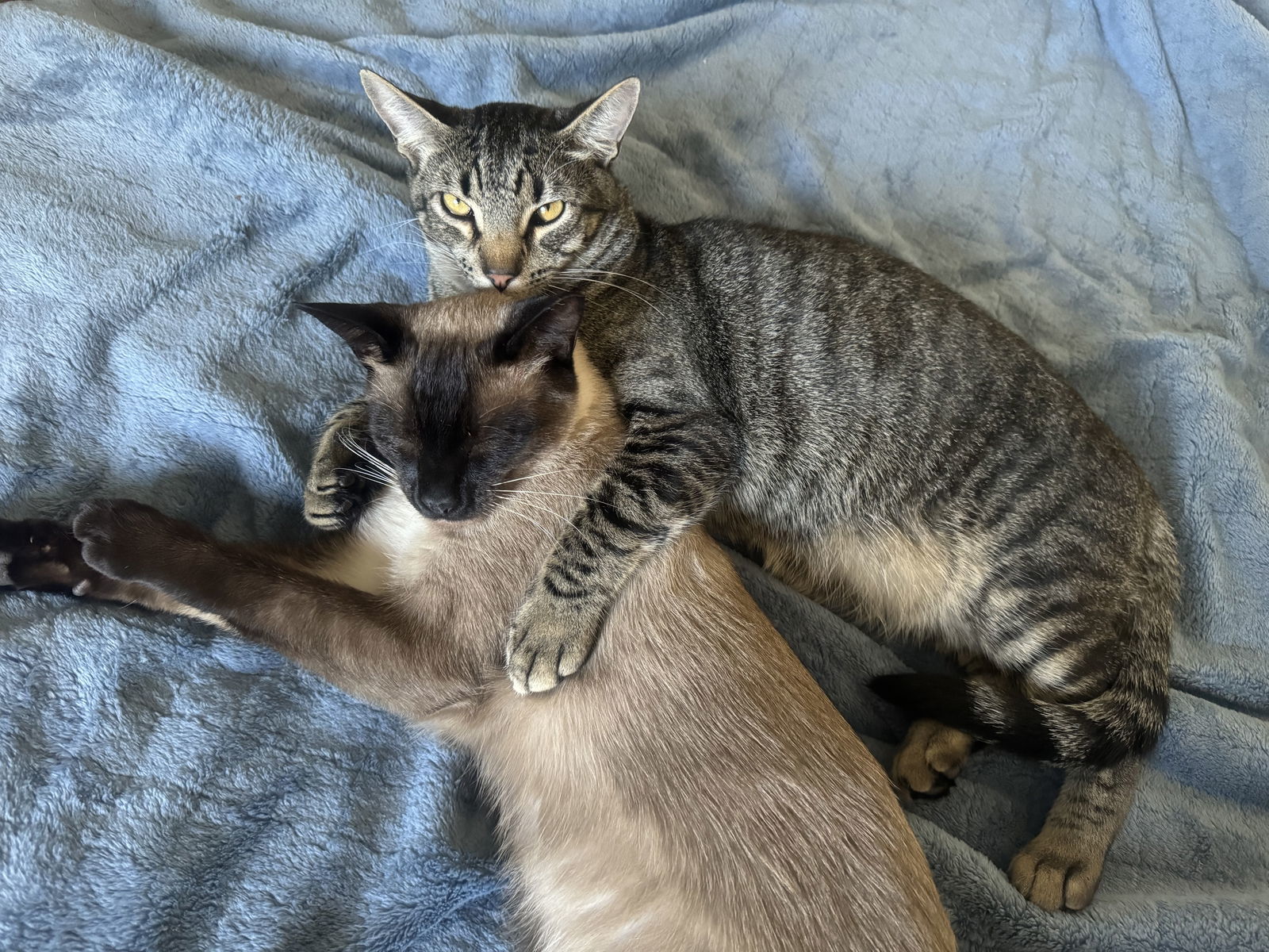 Tom and Jerry - bonded pair (Courtesy Post)