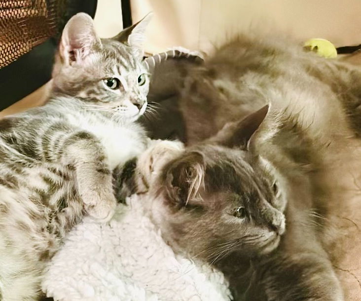 Smokey and Bandit - bonded pair (Courtesy Post)