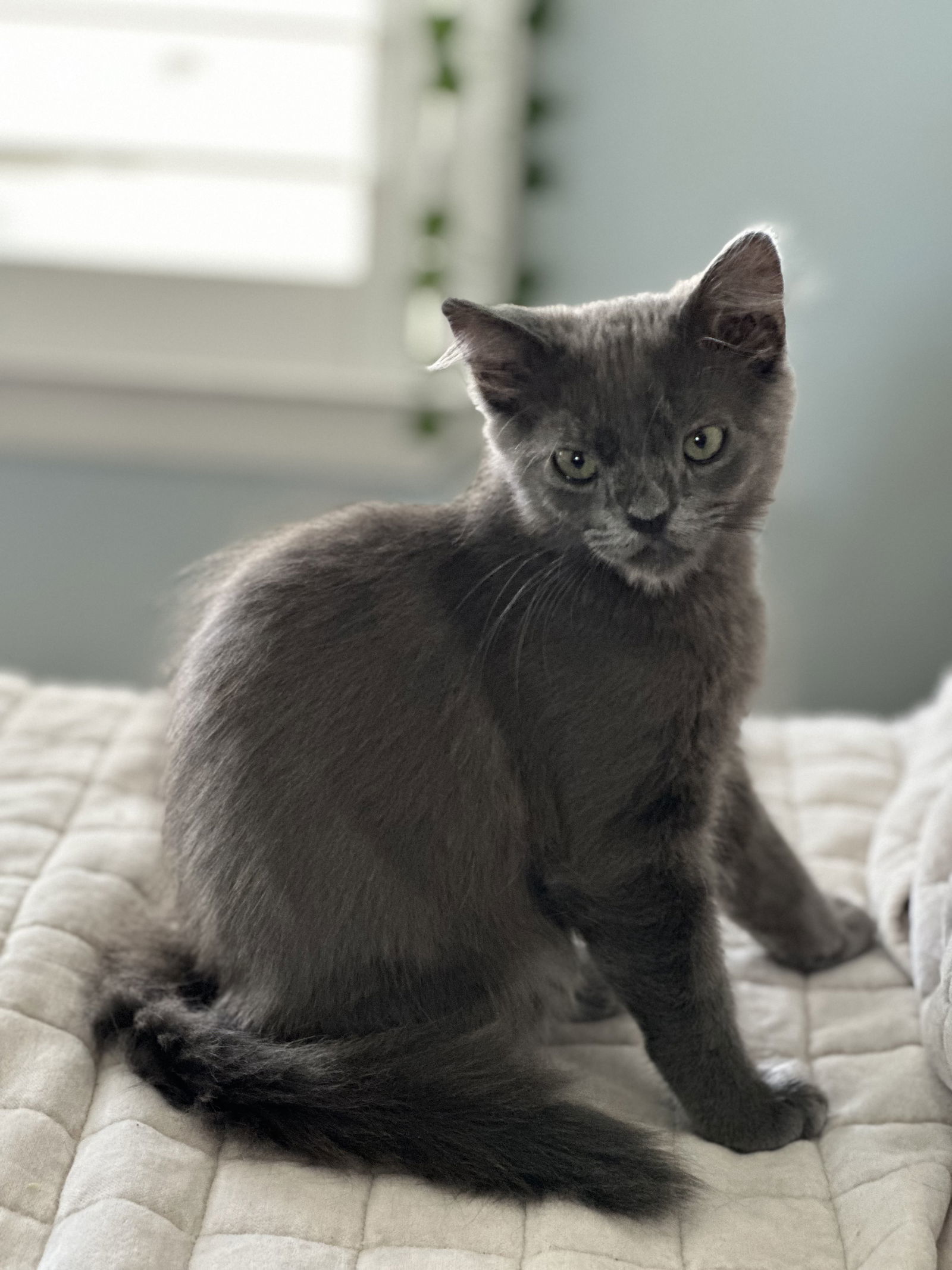 Smokey and Bandit - bonded pair (Courtesy Post)