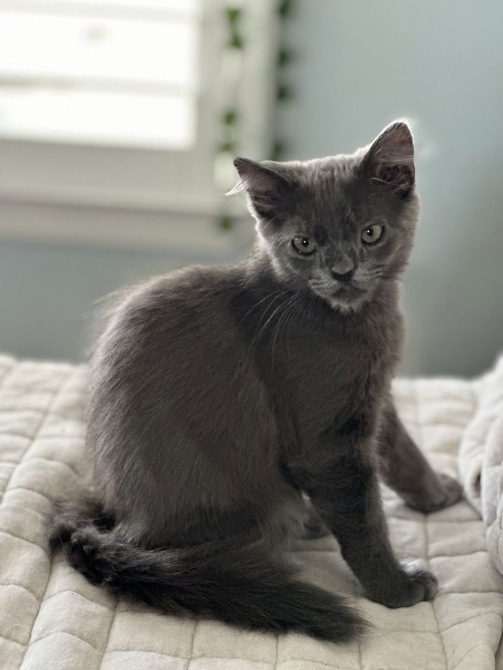 Smokey and Bandit - bonded pair (Courtesy Post) 2