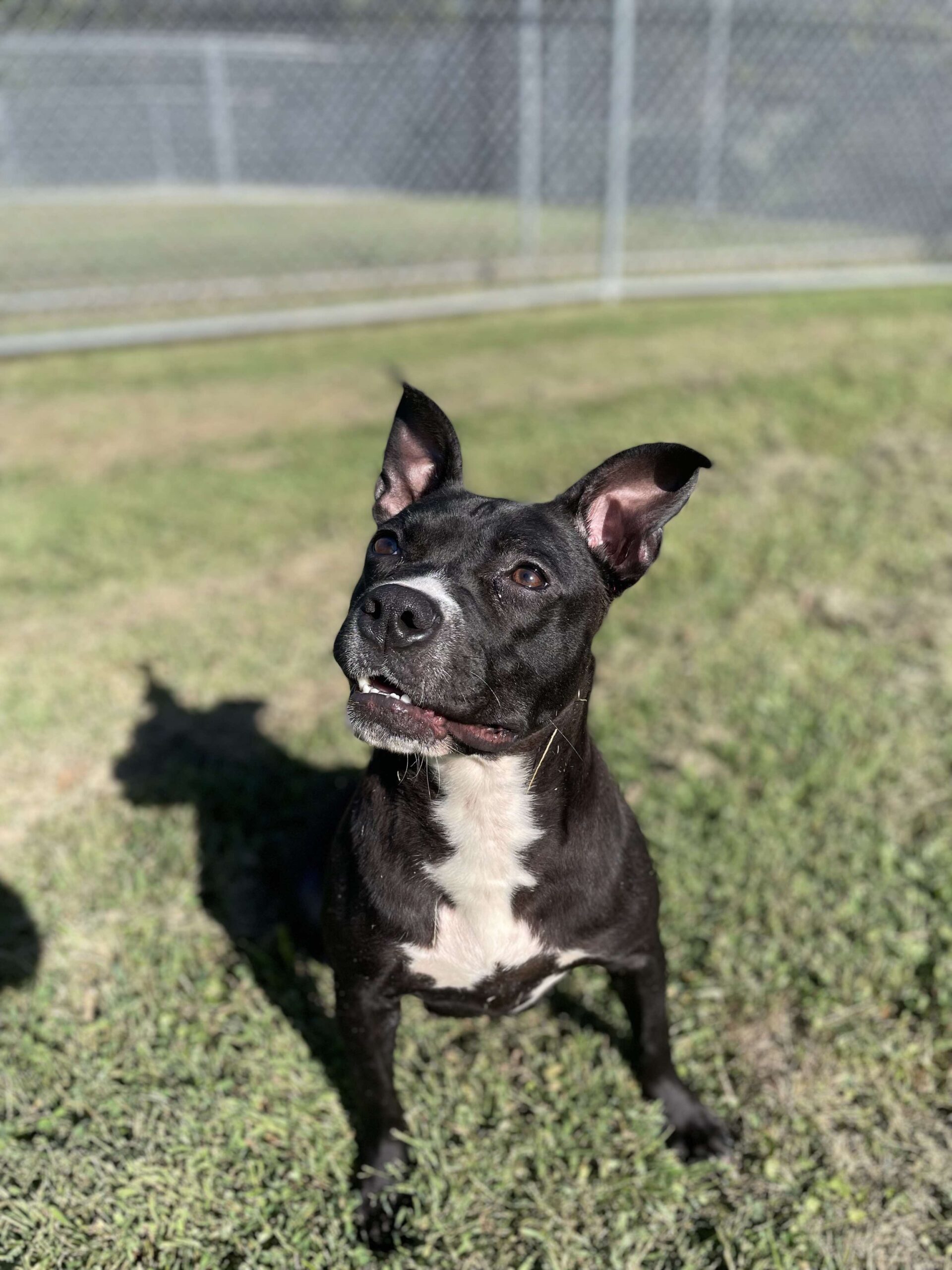 Zuri, an adoptable Pit Bull Terrier in Burlington, IA, 52601 | Photo Image 1