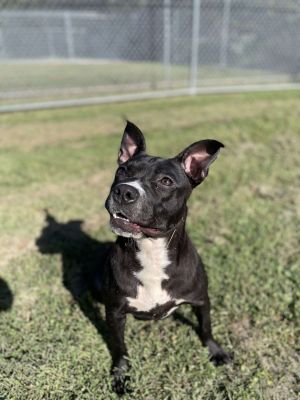 Zuri, Young Female Pit Bull Terrier