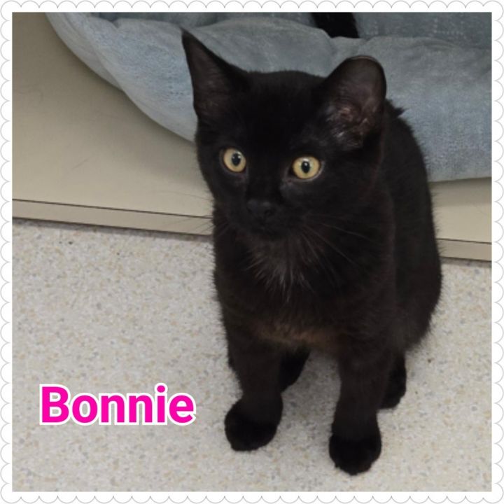 Bonnie 4