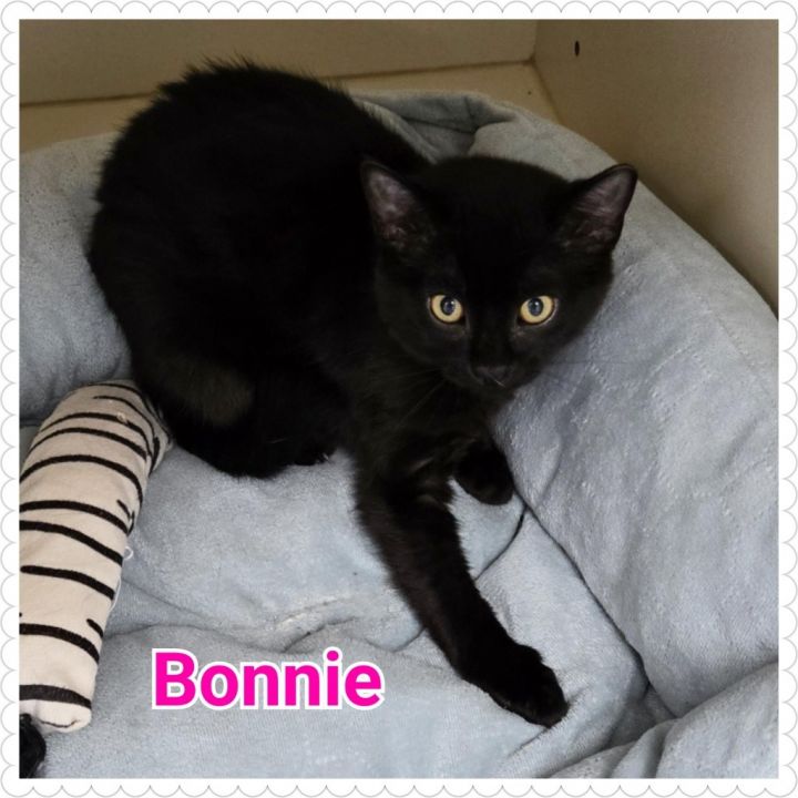 Bonnie 6