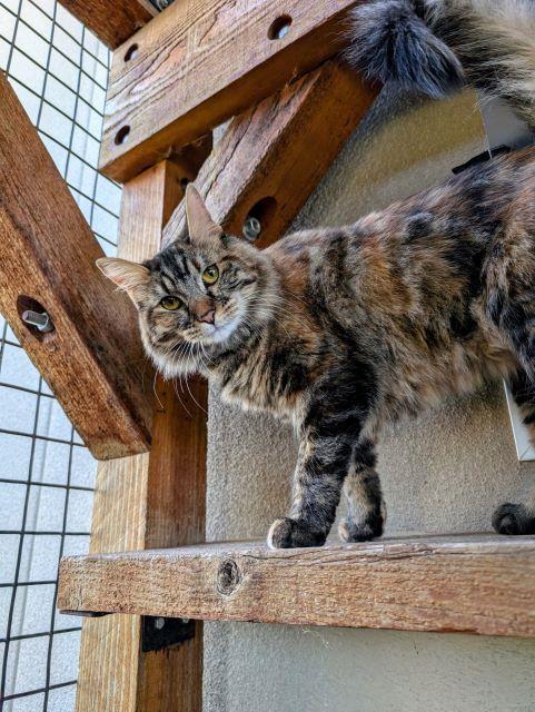 Leela, an adoptable Tabby in Pagosa Springs, CO, 81147 | Photo Image 1