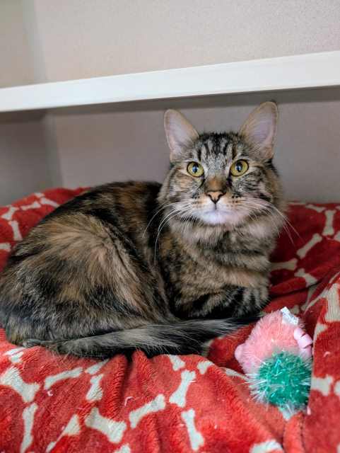 Leela, an adoptable Tabby in Pagosa Springs, CO, 81147 | Photo Image 2