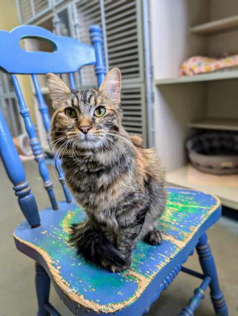 Leela, an adoptable Tabby in Pagosa Springs, CO, 81147 | Photo Image 3