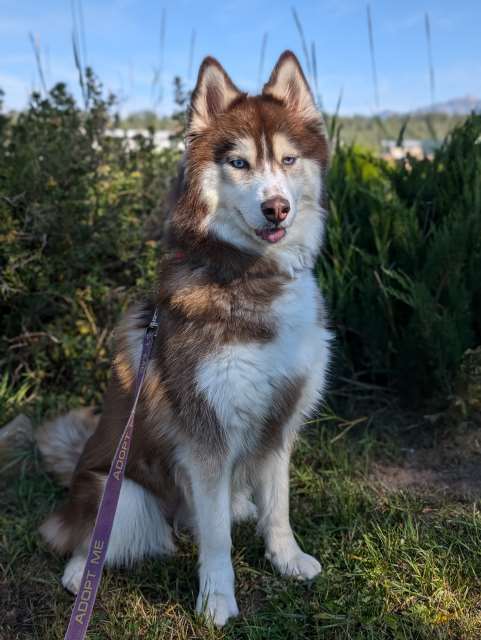 Hazel, an adoptable Husky in Pagosa Springs, CO, 81147 | Photo Image 1