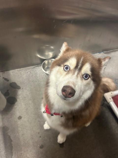 Hazel, an adoptable Husky in Pagosa Springs, CO, 81147 | Photo Image 2