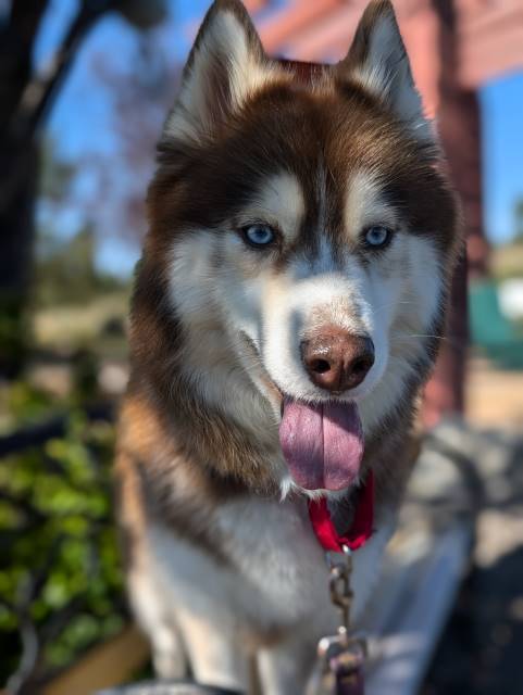 Hazel, an adoptable Husky in Pagosa Springs, CO, 81147 | Photo Image 3