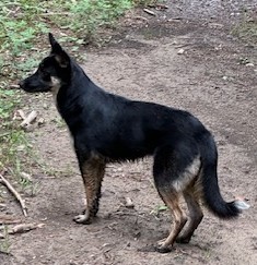 Maizy, an adoptable German Shepherd Dog, Mixed Breed in Pagosa Springs, CO, 81147 | Photo Image 1