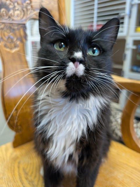 Chirpy, an adoptable Domestic Long Hair in Pagosa Springs, CO, 81147 | Photo Image 1